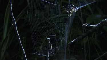 Close up of a St Andrew's Cross Spider on a web