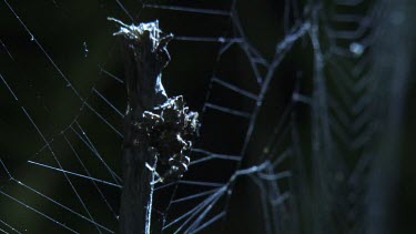 Close up of a Portia Spider on a branch in front of a web