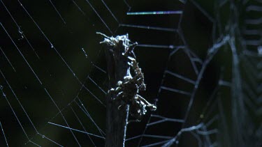Close up of a Portia Spider crawling down a branch