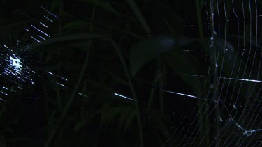 Close up of a St Andrew's Cross Spider spinning a web