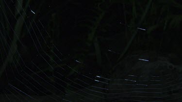 Close up of a St Andrew's Cross Spider spinning a web