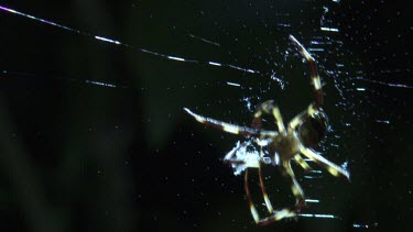 Close up of a St Andrew's Cross Spider spinning a web