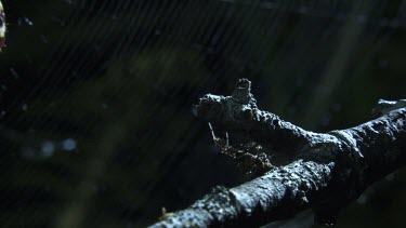 Close up of a Portia Spider on a branch and a St Andrew's Cross Spider on a web