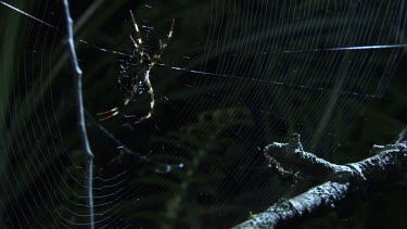 Close up of a Portia Spider on a branch and a St Andrew's Cross Spider on a web