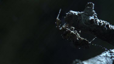 Close up of a Portia Spider crawling on a branch