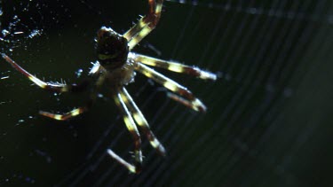 Close up of a St Andrew's Cross Spider on a web