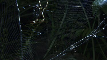 Close up of a St Andrew's Cross Spider on a web