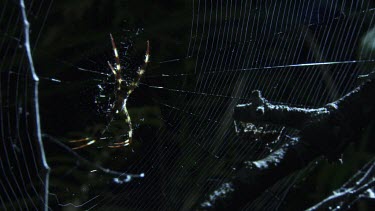 Close up of a Portia Spider on a branch and a St Andrew's Cross Spider on a web