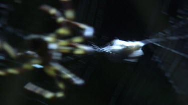 Close up of a St Andrew's Cross Spider wrapping prey on its web