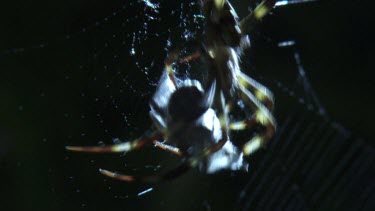 Close up of a St Andrew's Cross Spider wrapping prey on its web