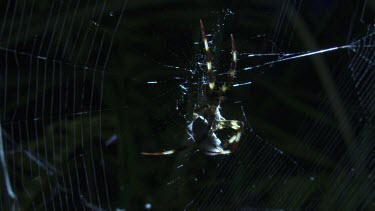 Close up of a St Andrew's Cross Spider wrapping prey on its web