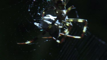 Close up of a St Andrew's Cross Spider wrapping prey on its web