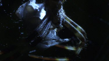 Close up of a St Andrew's Cross Spider wrapping prey on its web