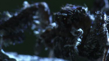 Close up of a Portia Spider on a branch at night