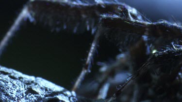 Close up of a Portia Spider on a branch at night