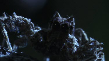 Close up of a Portia Spider on a branch at night