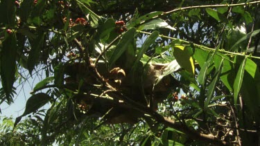 Weaver Ant nest hanging in a tree