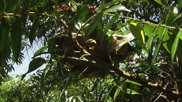 Weaver Ant nest hanging in a tree