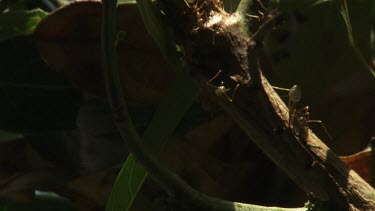 Weaver Ants crawling at the entrance of their nest