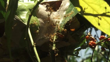 Colony of Weaver Ants carrying an insect corpse into a nest