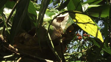 Colony of Weaver Ants at the entrance to their nest