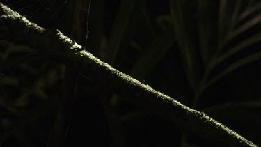 St Andrew's Cross Spider crawling up a branch by another's web