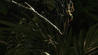 Pair of St Andrew's Cross Spiders on a web
