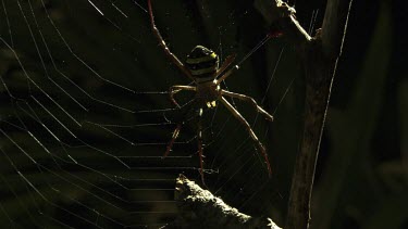 St Andrew's Cross Spider on a sunlit web