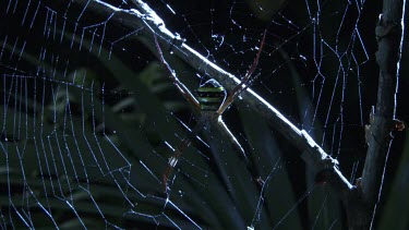 St Andrew's Cross Spider on a web in the dark