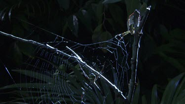 St Andrew's Cross Spider on a web in the dark