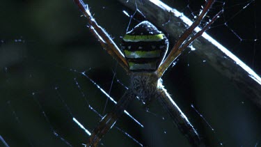 St Andrew's Cross Spider on a web in the dark