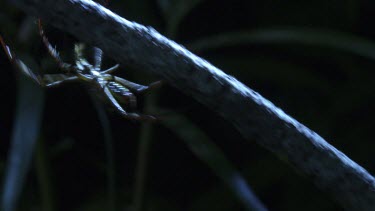 St Andrew's Cross Spider defending itself from another on a web in the dark