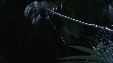 St Andrew's Cross Spider jumping onto its web in the dark