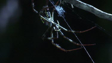 Close up of a St Andrew's Cross Spider on a web in the dark