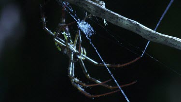 Close up of a St Andrew's Cross Spider on a web in the dark