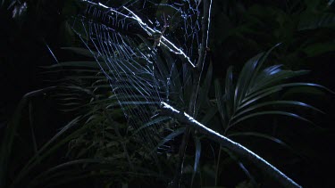 Pair of St Andrew's Cross Spiders on a web in the dark