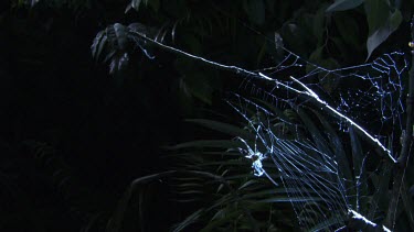 St Andrew's Cross Spider on a web in the dark