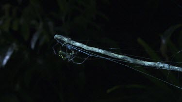 St Andrew's Cross Spider on a web in the dark