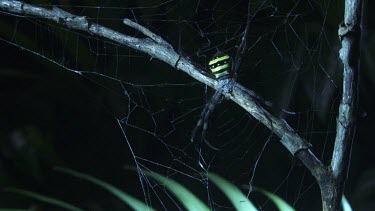 Pair of St Andrew's Cross Spiders on a web in the dark