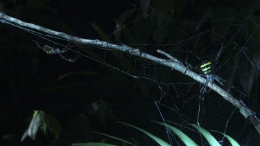 Pair of St Andrew's Cross Spiders on a web in the dark