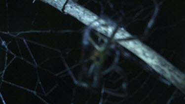 St Andrew's Cross Spider weaving a web by a branch in the dark