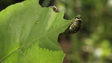 Striped Caterpillars eating a leaf