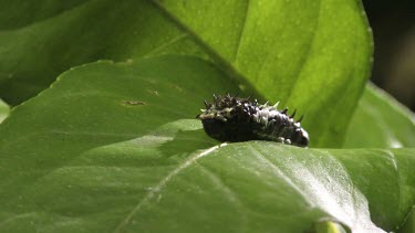 Striped Caterpillars eating a leaf