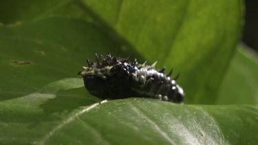 Striped Caterpillar on a leaf