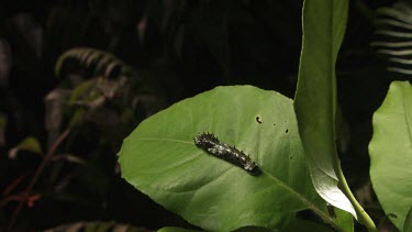 Striped Caterpillar on a leaf