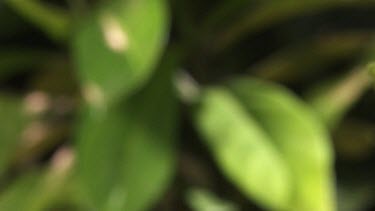 Two Caterpillars on the underside of a leaf