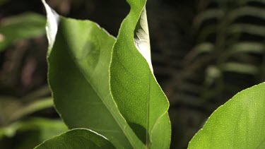 Orchard Swallowtail Butterfly Caterpillar eating a leaf