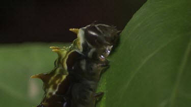 Orchard Swallowtail Butterfly Caterpillar eating a leaf