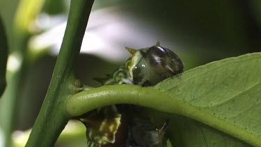 Orchard Swallowtail Butterfly Caterpillar eating a leaf