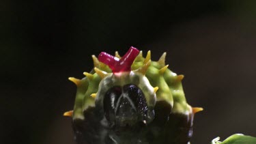 Close up of an Orchard Swallowtail Butterfly Caterpillar eating a leaf